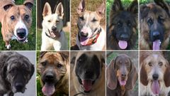 De izquierda a derecha y de arriba a abajo, los perros «enquistados» de Lugo: Nano, Zuri, Dumba, Rex, Declan, Lula, Gorda, Milo, Yumi y Cucolo