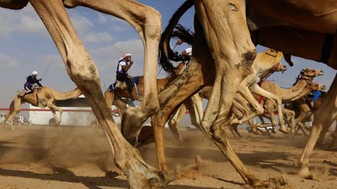 Hagan sus apuestas al camello ganador en las carreras de Abu Dabi