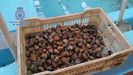 Diez toneladas de almeja intervenida y ms de veinte empresas investigadas por la comercializacin ilegal de marisco portugus