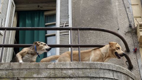 La nueva ley prohíbe que los animales estén durante mucho tiempo en balcones o terrazas