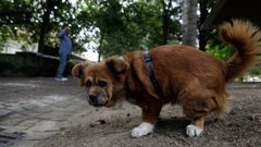 Un perro haciendo sus necesidades en el parque de Santa Margarita de A Corua.