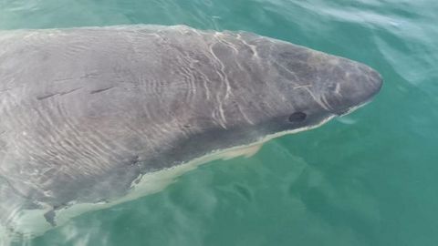 Imagen del tiburón blanco de 5 metros de longitud avistado en Punta Langosteira