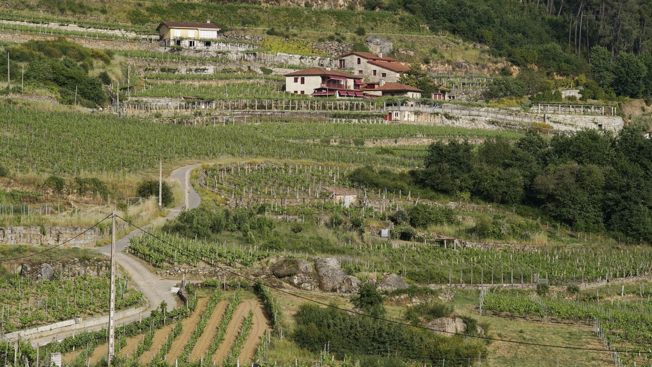 Cidades No Tempo.Gomariz (en la imagen la zona de A Vilerma) es uno de los enclaves histricos dentro de la actividad vitivincola de la Denominacin de Orixe Ribeiro