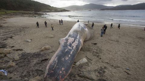 ¿Ballenas en la costa gallega? Sí, ya van siete en apenas un mes