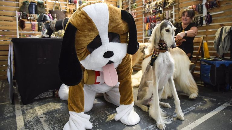 El Salón de Animais de Compañía de Pontevedra se abre al turismo «pet friendly»