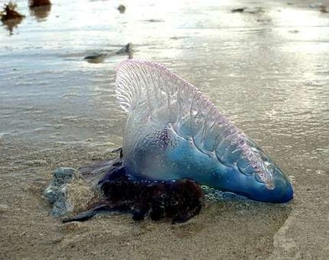 Imagen de una carabela portuguesa o medusa asesina.