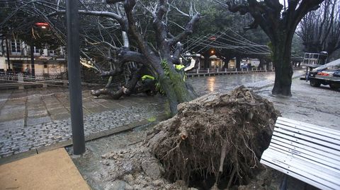 Las raíces del árbol quedaron al aire tras desplomarse en su totalidad en Ferrol
