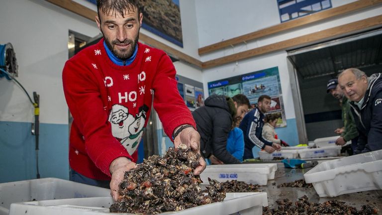 Locura de precios de pescado y marisco: «No recuerdo haber visto el percebe a 370 euros en la lonja en la vida»