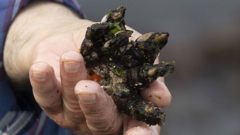 Casi mil kilos de percebes para la fiesta de Corme de mañana sábado
