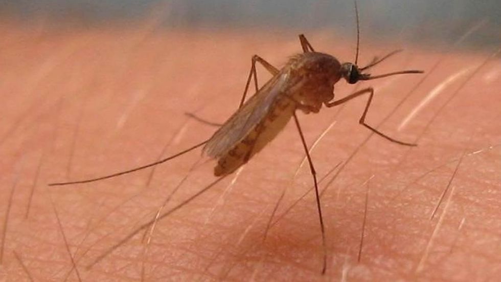 Mosquito do vírus do Nilo Ocidental
