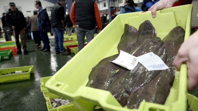 Se acabó en aguas españolas el lenguado europeo, el más abundante en las lonjas gallegas