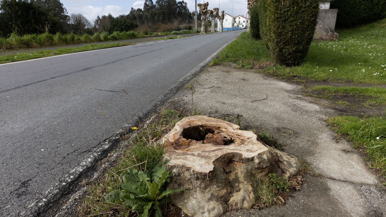 En primer plano, uno de los &aacute;rboles talados. Al fondo, varios ejemplares que contin&uacute;an en pie