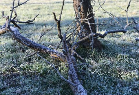 Imagen de la helada en Asturias
