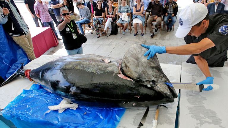 Aprovechar el atún rojo que se captura por azar es más complicado en Galicia