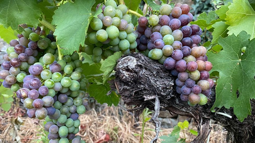 Uvas de la variedad mencía en pleno envero en una viña del paraje de Seoane, en Doade