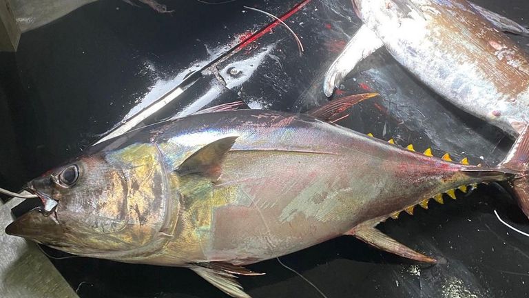 Un barco gallego pesca en el área ecuatorial un patudo marcado hace diez años en Cabo Verde