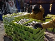 Descarga de la flota de bajura en A Coru�a