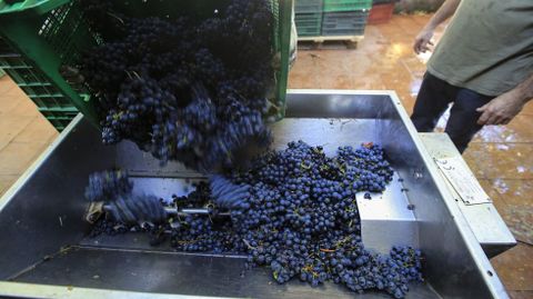 Entrada de uva en una bodega de Chantada durante la pasada vendimia
