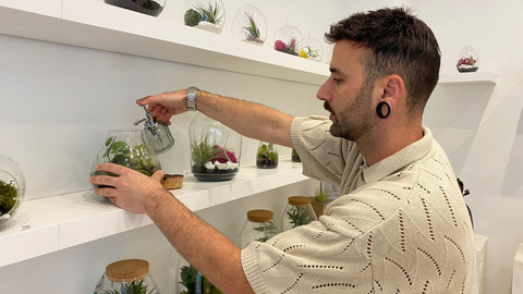 Plantas de aire en Gijn