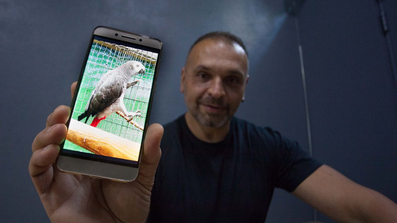 Roban cuatro aves ex�ticas valoradas en 4.000 euros en una finca de Sarria