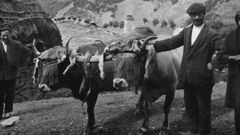 Pareja de vacas xuncida en Braas de Arriba (Cangas del Narcea), 1927