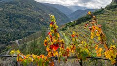 El otoño llena de color las viñas del Cañón del Sil