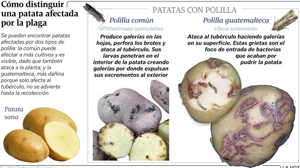 C�mo distinguir una patata afectada por la plaga