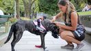 Una chica coloca un bozal a un perro potencialmente peligroso, en imagen de archivo.