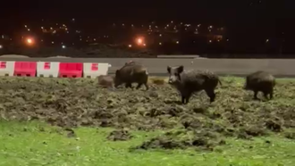 Una familia de jabal�es se pasea por A Malata