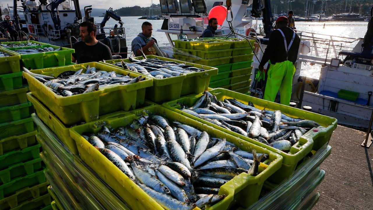 La abundancia de sardina contiene precios y pedidos de cara a San Juan