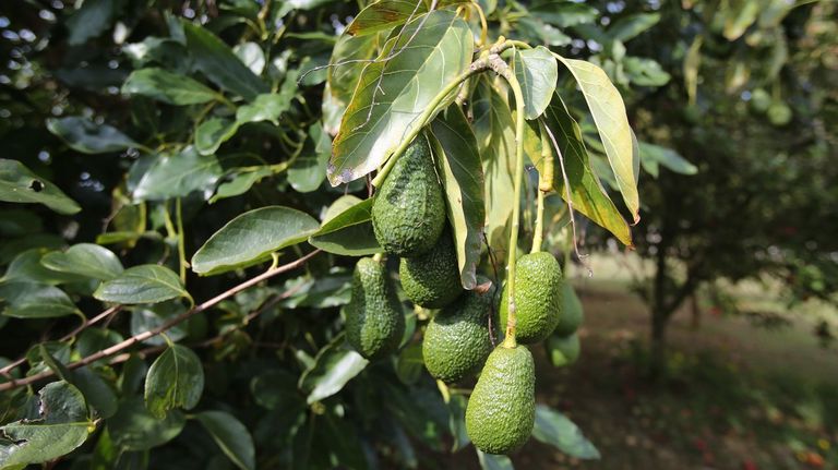 Luz verde ambiental para una plantación de más de 74.000 metros cuadrados de aguacates en Abegondo