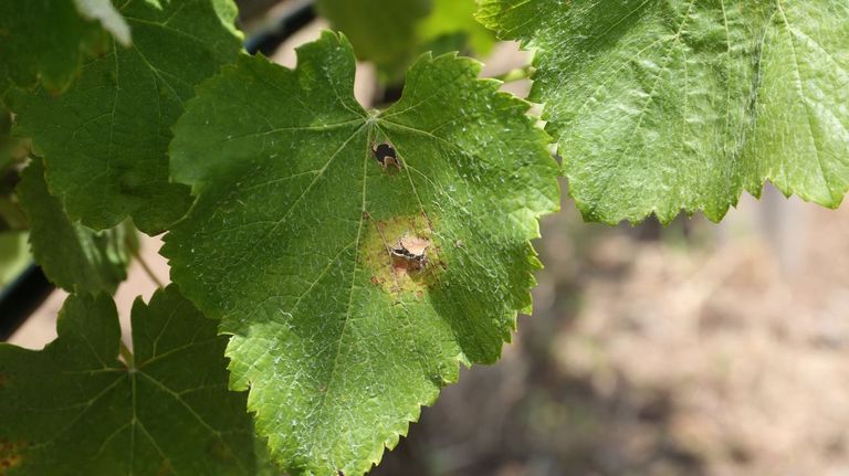 El mildiu aparece en el viñedo de O Salnés, en las mismas fechas que en la campaña pasada