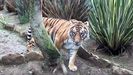 Una de las tigresas del Zoologico El Bosque de Oviedo
