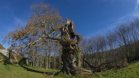 Ayuda para el cuidado del roble de Vilar de Francos