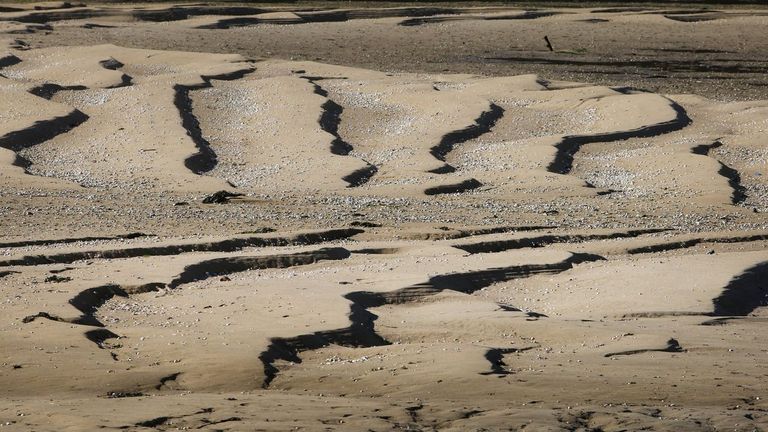 Ultiman un cóctel de probióticos para reforzar la supervivencia de almeja y berberecho