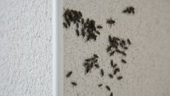 Imagen de archivo de una plaga de moscas
