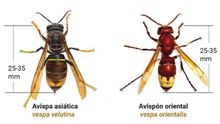 Detalle de la avispa asiática y el avispón oriental