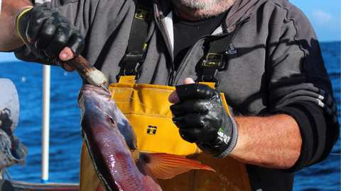 El despu�s de una captura