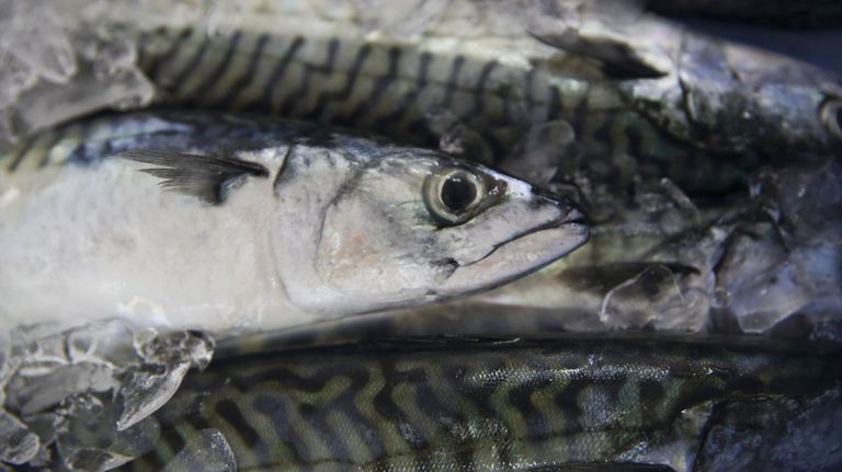 La flota de volanta de A Coruña puede volver a pescar xarda al corregir al alza la cuota