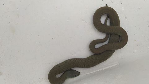 La serpiente apareci en una finca de Parga