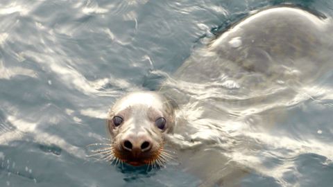 Cr�a de foca hallada en la playa de Ara��n que el Principado devolvi� al mar tras pasar varios meses en un centro de recuperaci�n 