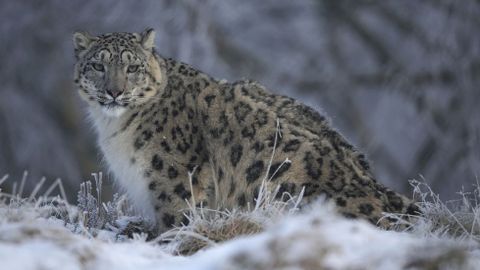Un leopardo de nieve