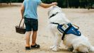 Perro de asistencia para personas con autismo