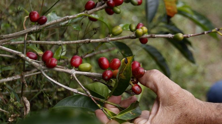 El caf de especialidad procede de cerezas recogidas a mano cuando estn en su punto justo de maduracin