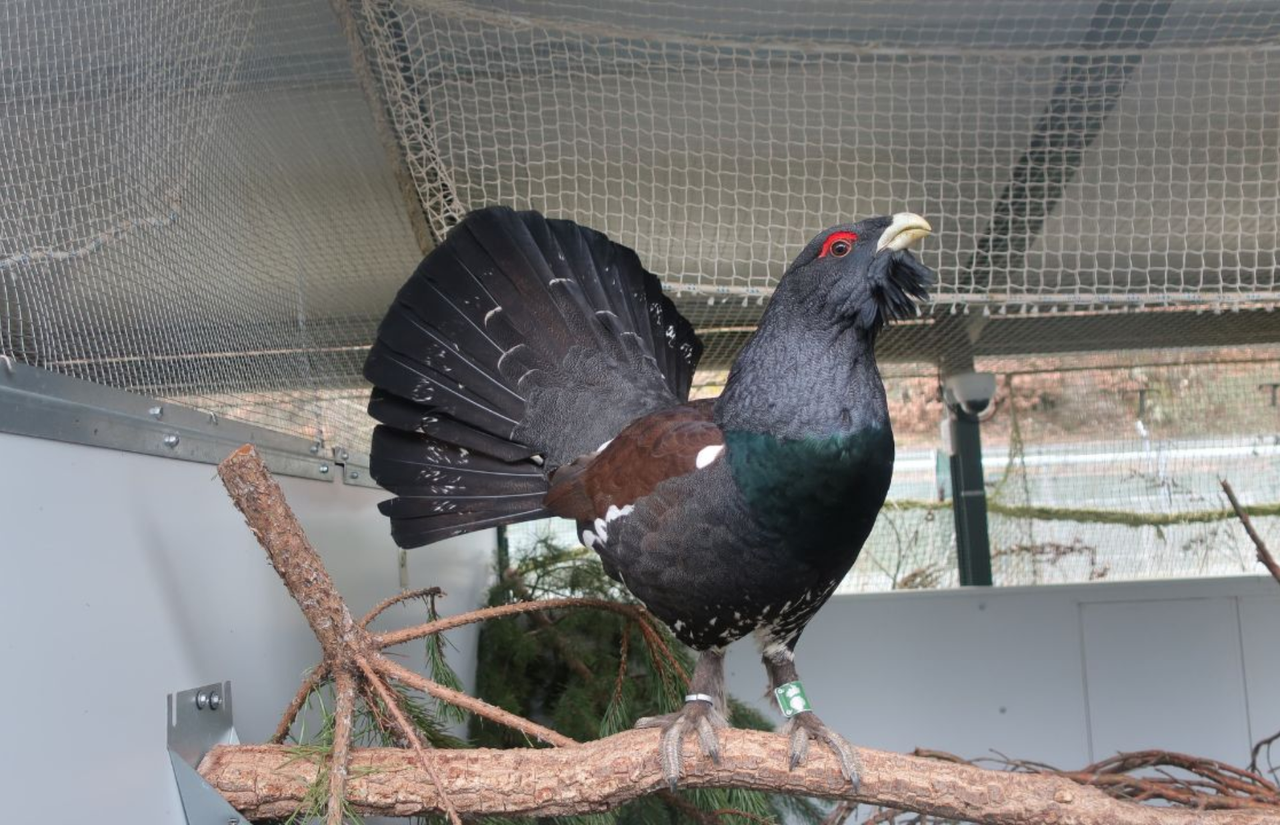 Un hito científico que da «ilusión y esperanza» para recuperar el urogallo en la cordillera Cantábrica