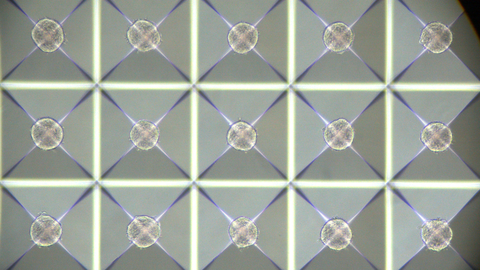 Esta pr�ctica permite generar m�s de 30.000 organoides por cada placa de cultivo.