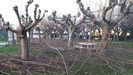 Árboles podados en O Chanto en Sarria el día 26, el mismo en el que se presentaron las ofertas