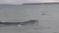 Una ballena entra en la playa de O Torno, en San Cibrao