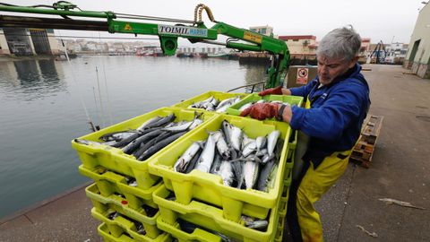 Descarga de xarda en el puerto de Burela