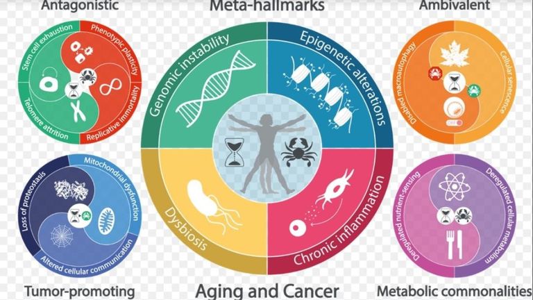 Gráfico de nuevas claves y metaclaves del envejecimiento y el cáncer de investigaciones de los doctores Carlos López-Otín y Guido Kroemer